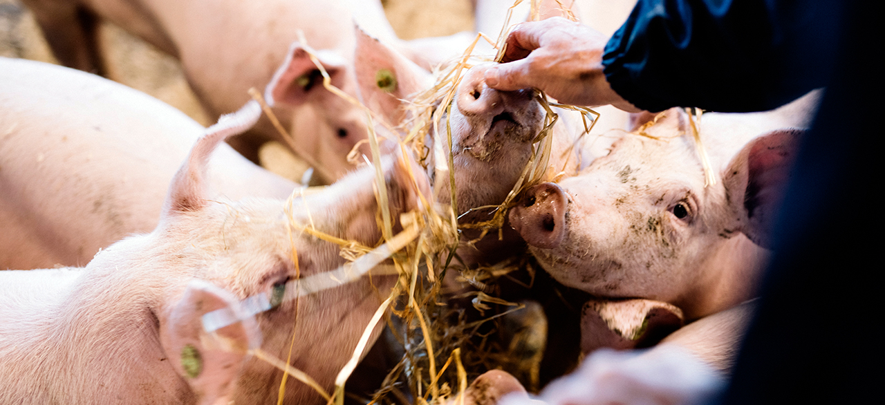 无抗饲养的猪在 Björkback 家庭农场的幸福生活